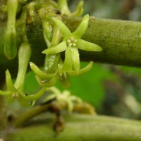 Cryptolepis buchananii R.Br. ex Roem. & Schult.